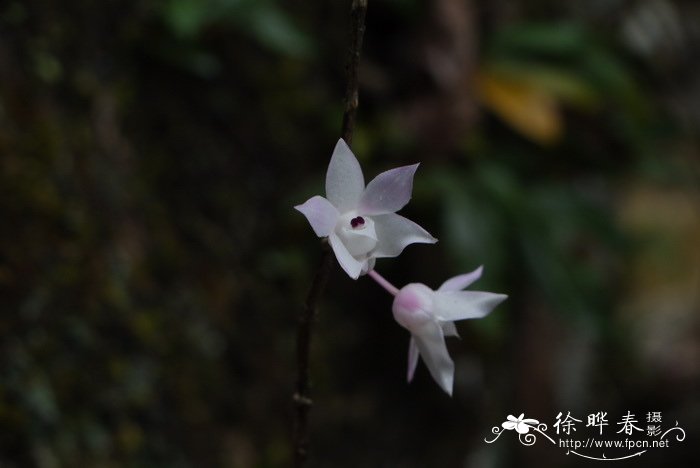 附子花