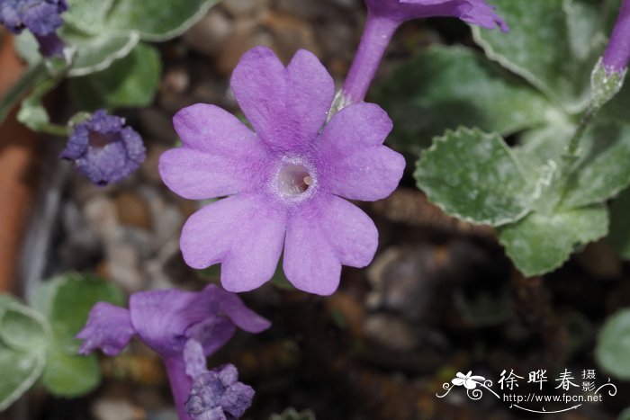 深圳市的市花是什么花