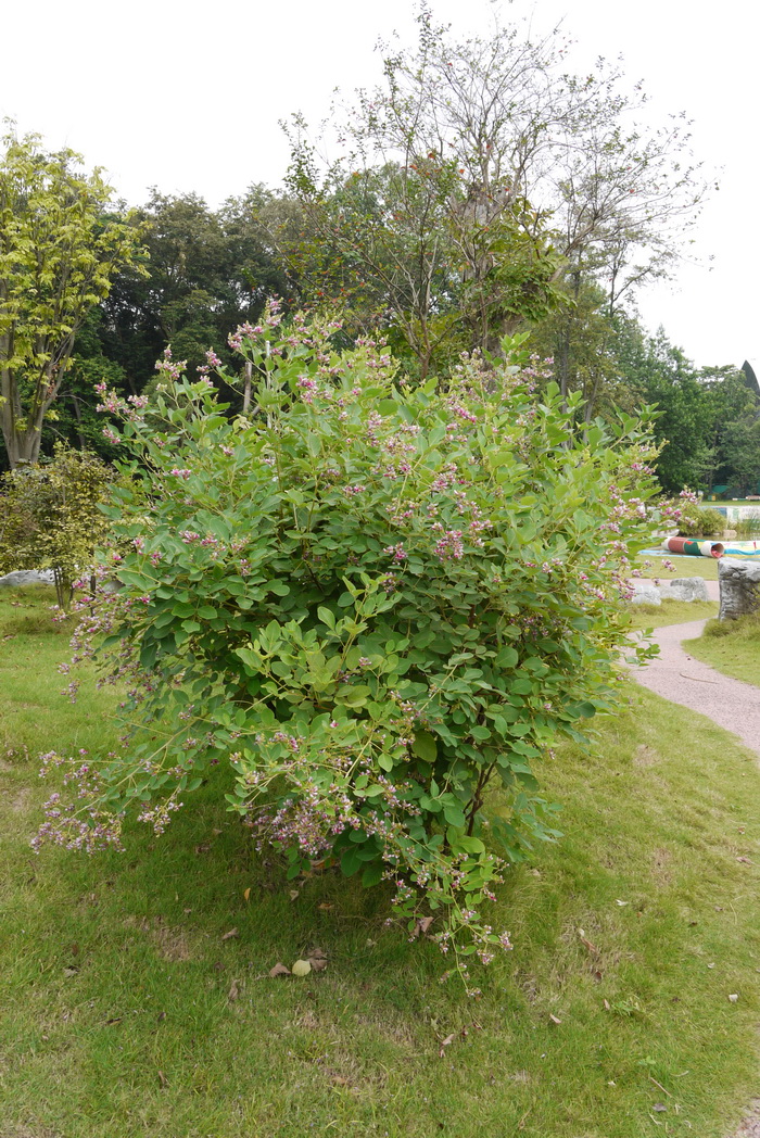 冬天开花的植物