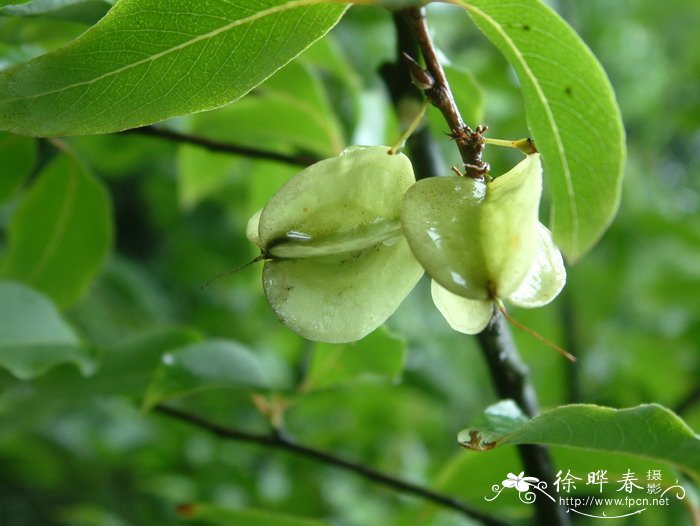 阳台盆栽蔬菜