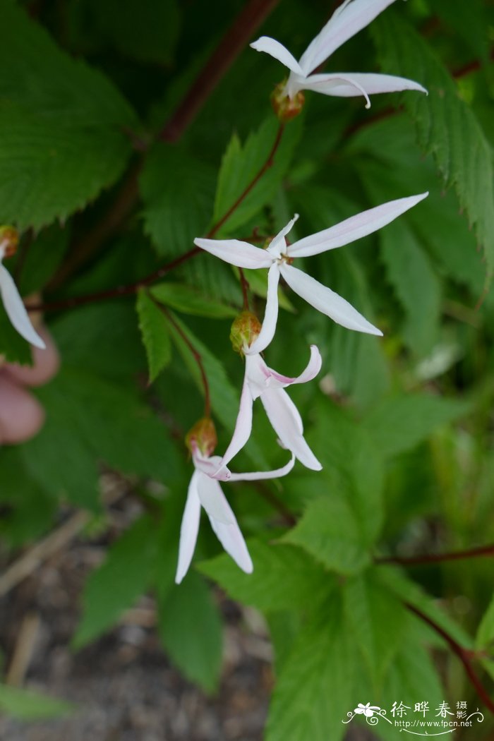 穿心莲种植