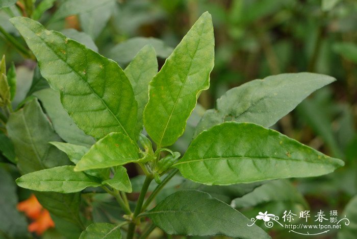 漂亮的鲜花图片大全集