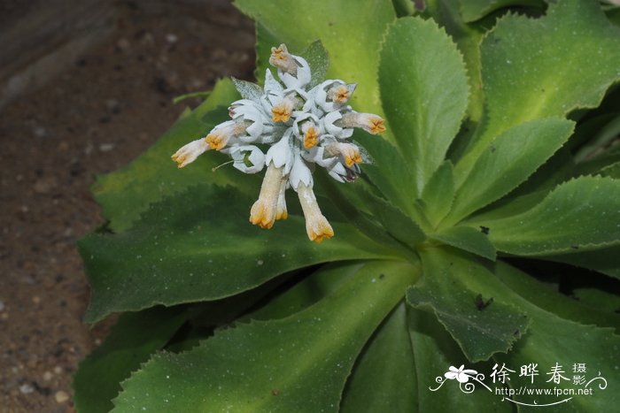 苹果苗新品种