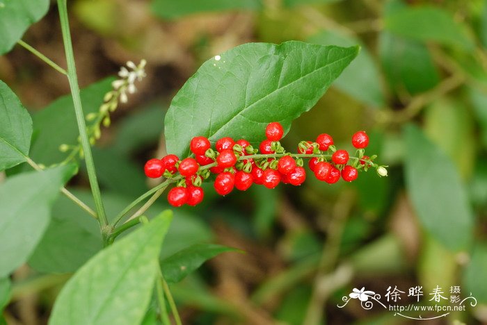 花毛茛花期