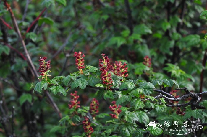 黄花风铃木