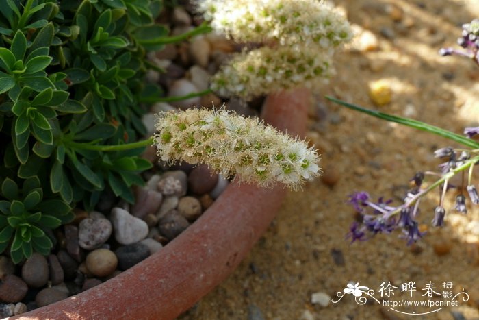 水葫芦能吃吗