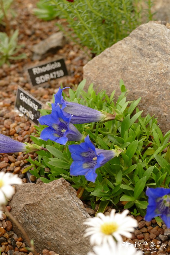 虾子花