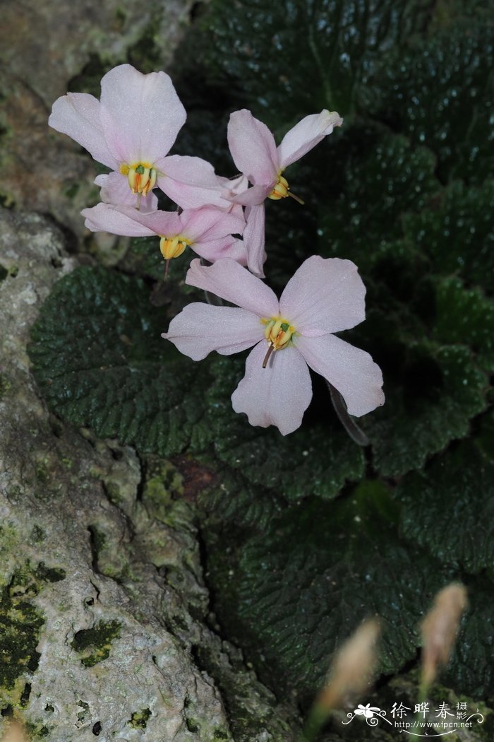 桜花  