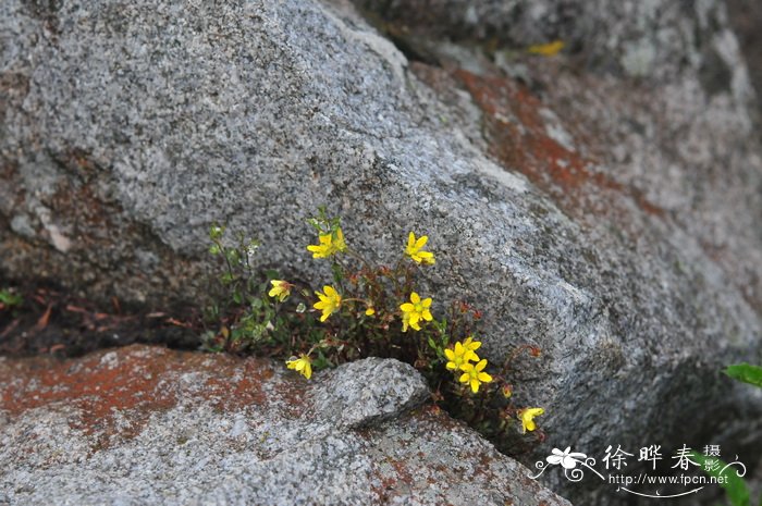 黄豆芽怎么发