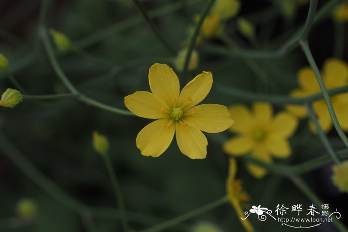 龙舌兰图片 植物