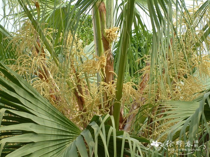 桃花的特征