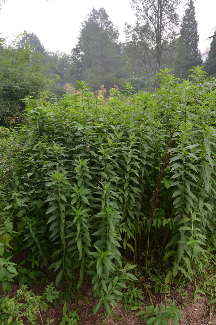 迎春花寓意