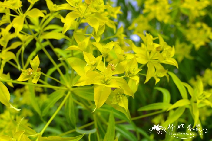 地毯草草坪优缺点