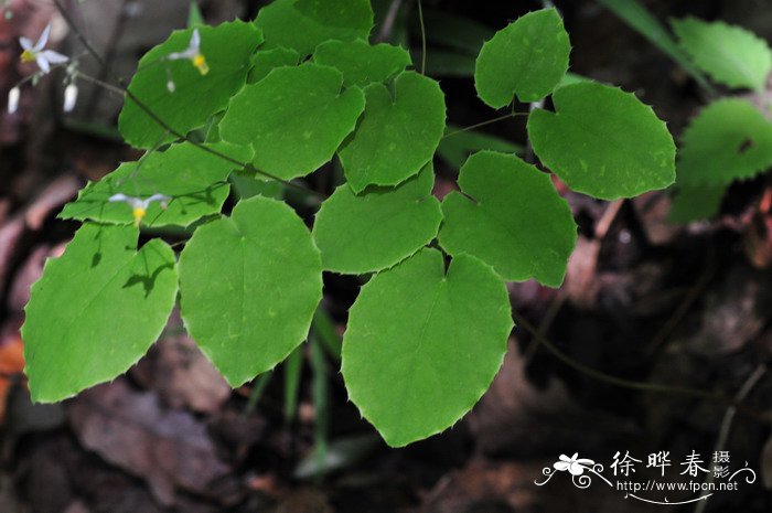 蓝莓种植方法盆栽