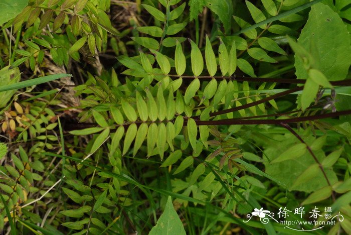 小葡萄资料