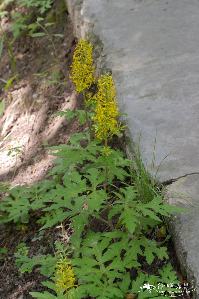 鲜花怎么保鲜