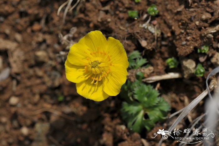 丁香花的花语与象征