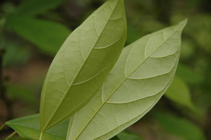 金桂花树种植技术