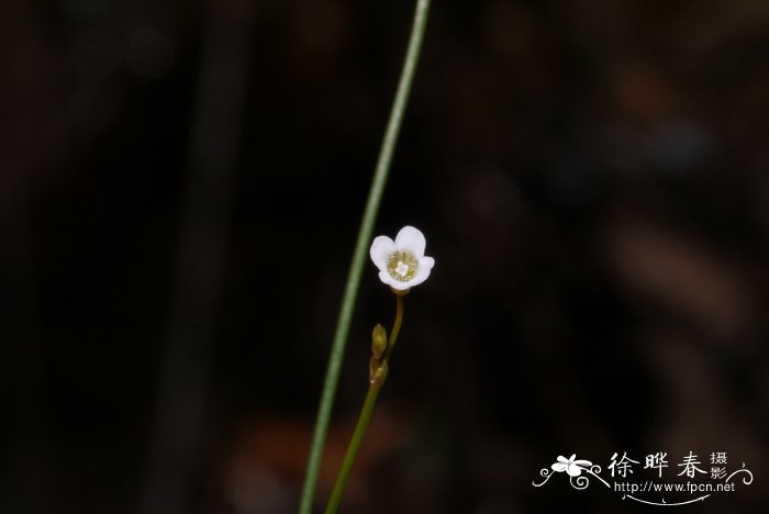 多肉植物品种