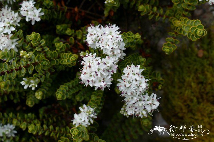 鲜花大全