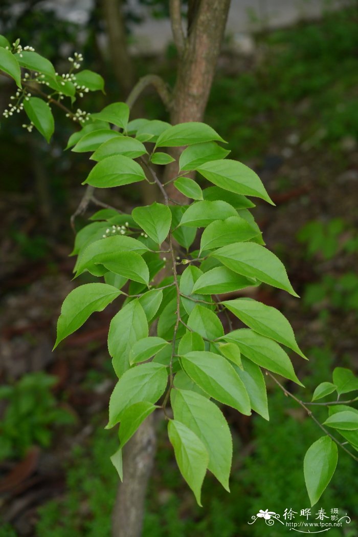 无花果有花吗