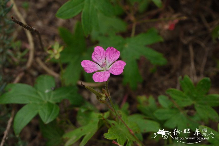 东北种什么树