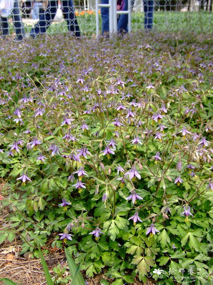 仙人掌科植物大全