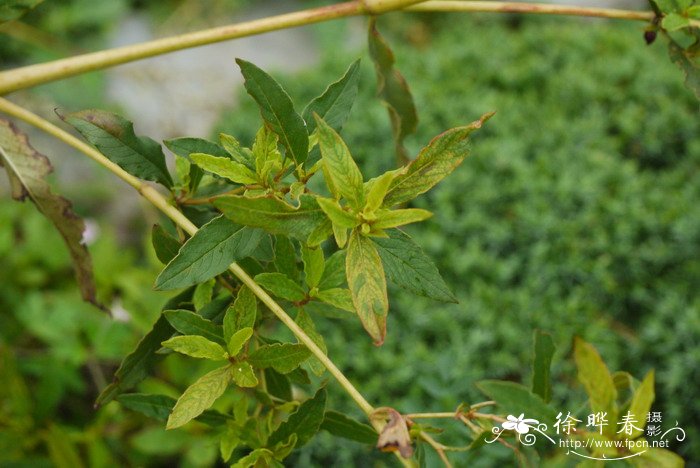 各种鲜花图片大全