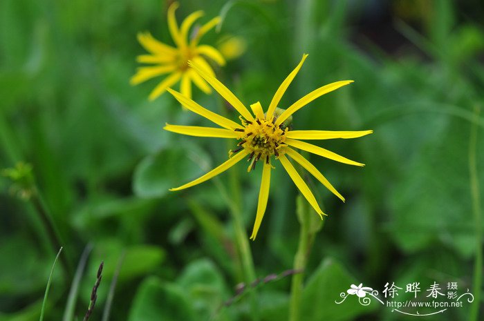 三八节送什么花