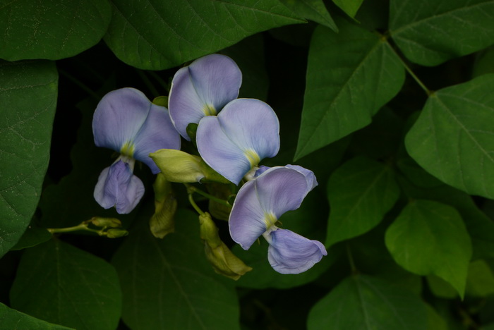 玉兰花树图片