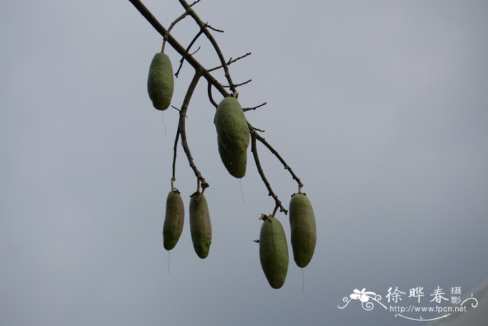 菏泽牡丹什么时候开花