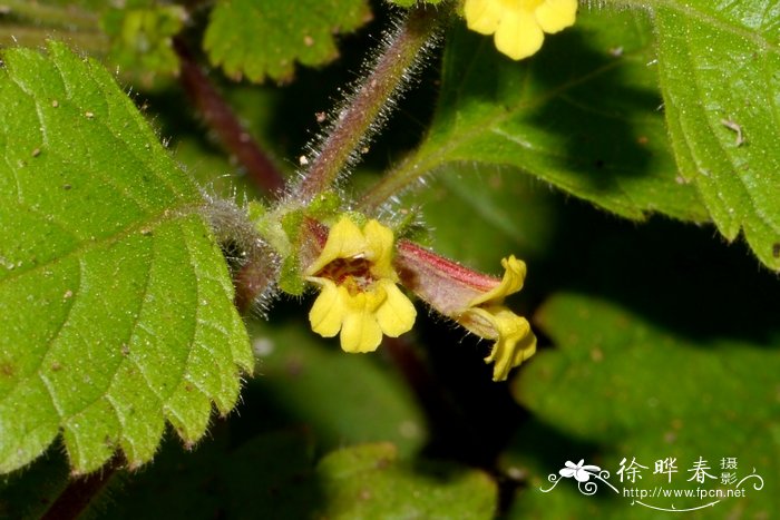 虾子花