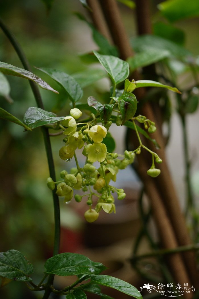 送老师什么花好