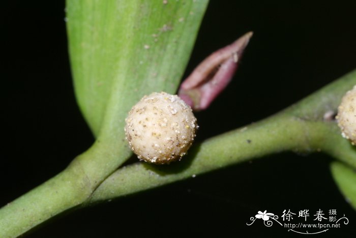 盆栽水生植物