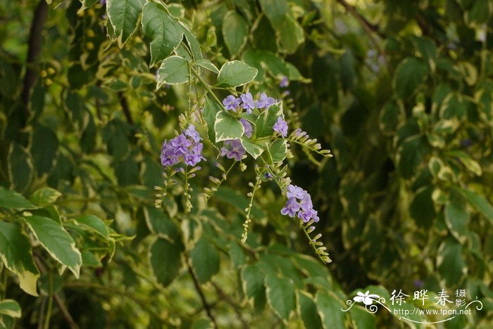 种植种什么赚钱