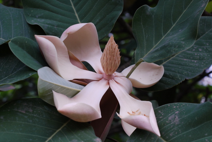 孕妇可以吃黄花菜吗