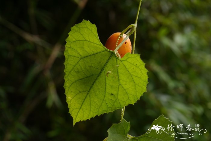 植物灯散热器