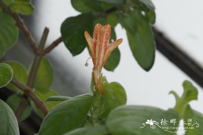 自己摘的桂花怎么处理能泡茶