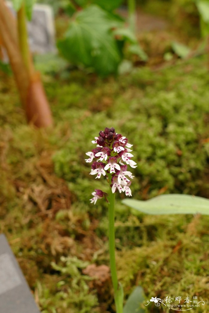 紫薇花花语