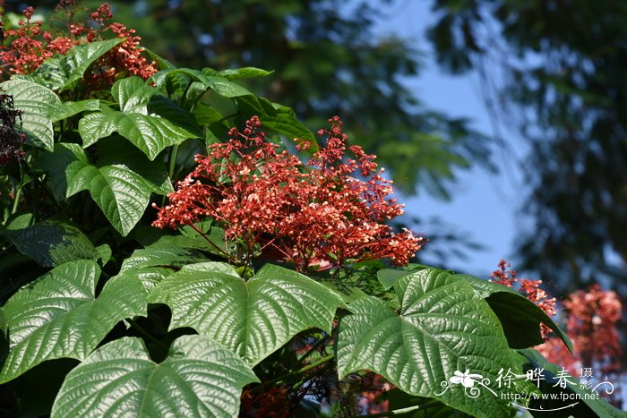 茶树菇种植