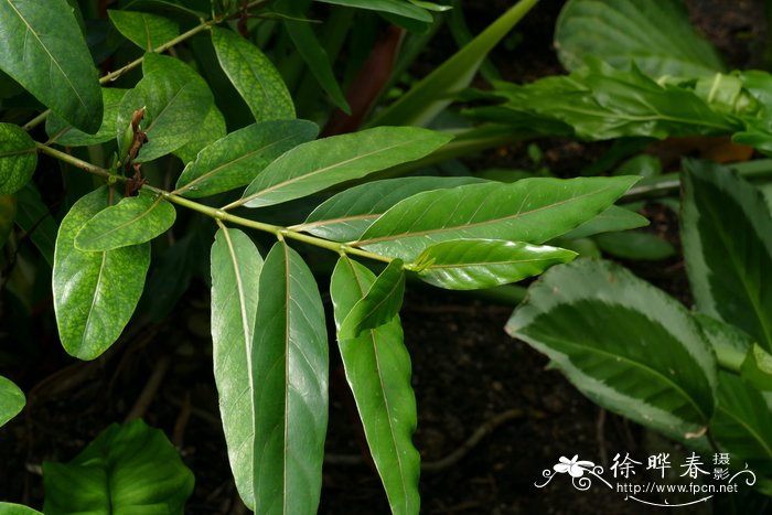 植物的遗传密码