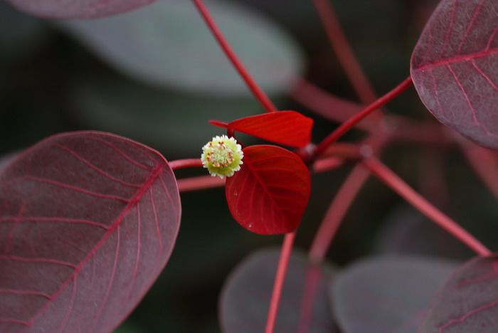 文心兰花语