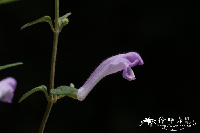 三角梅的花芽分化图