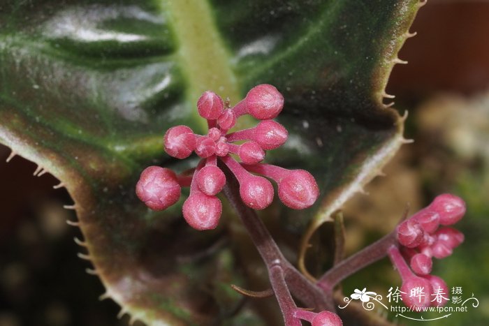 非洲茉莉图片