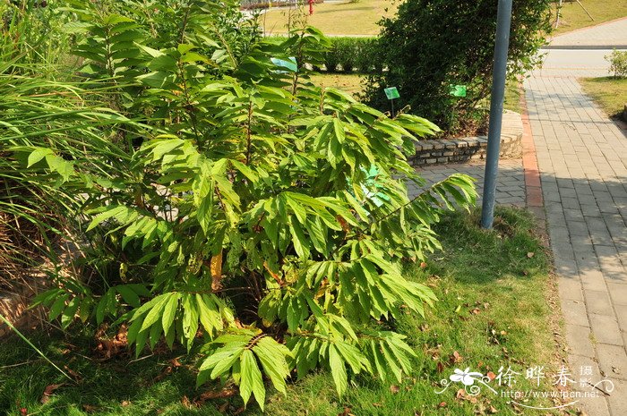 穗花婆婆纳