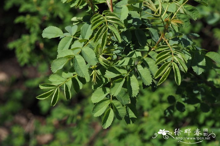 配送鲜花网