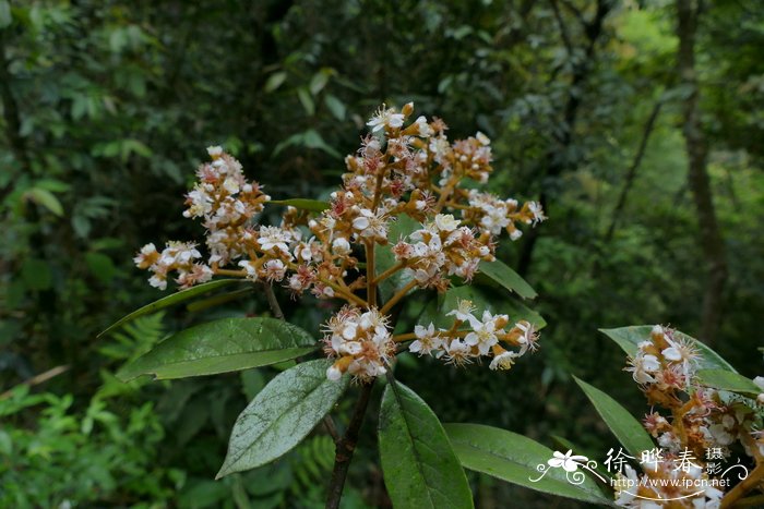 蓝玫瑰花图片