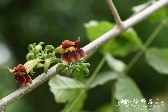 韭菜花图片