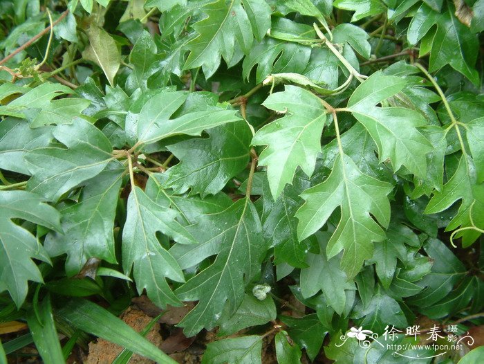 海神王阳台月季优缺点