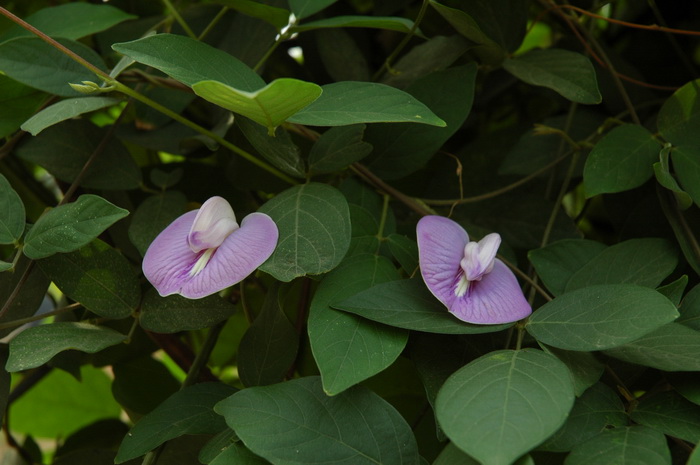 菩提树花